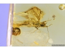 Rare Aphid, Aphididae. Fossil insects in Baltic amber #9495