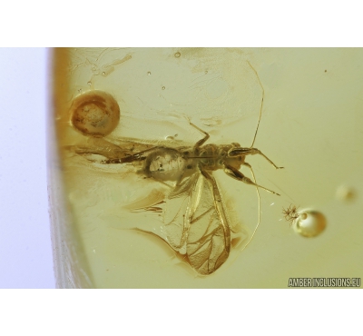 Rare Aphid, Aphididae. Fossil insects in Baltic amber #9495