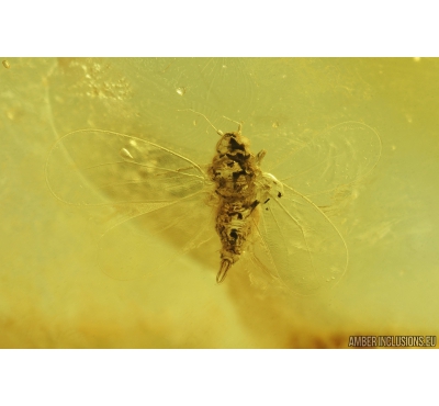 Whitefly Aleyrodidae. Fossil insect in Baltic amber #9496