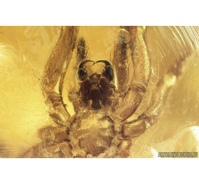 Spider Araneae. Fossil inclusion in Baltic amber stone #9498
