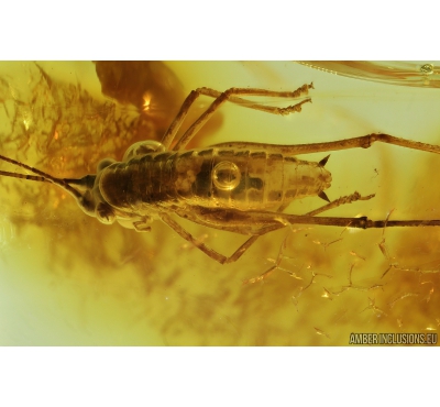 Very Nice Big 32 mm! Cricket Orthoptera. Fossil insect in Ukrainian Rovno amber #9499R