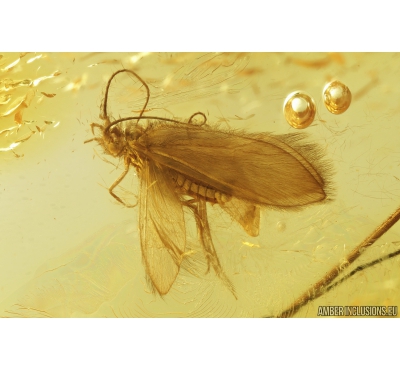 Nice Caddisfly Trichoptera Fossil insect in Baltic amber #9501