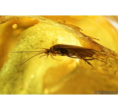 Nice Caddisfly Trichoptera Fossil insect in Ukrainian Rovno amber #9502R