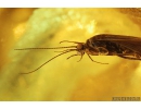 Nice Caddisfly Trichoptera Fossil insect in Ukrainian Rovno amber #9502R