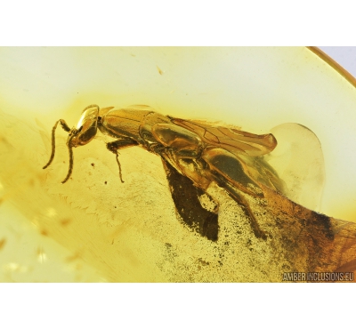 Flat Wasp, Bethylidae. Fossil inclusion in Baltic amber #9503