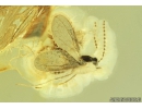 Sciaridae, Dark-Winged fungus gnat. Fossil insect in Baltic amber #9505