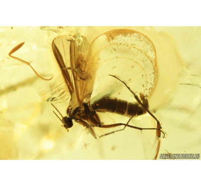Nice Fungus gnat Mycetophilidae. Fossil insect in Ukrainian Rovno amber #9506R