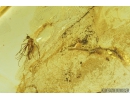 Dance fly Empididae, Lichen & Mite Acari. Fossil inclusions in Baltic amber #9508