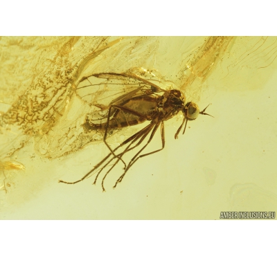 Dance fly Empididae, Lichen & Mite Acari. Fossil inclusions in Baltic amber #9508