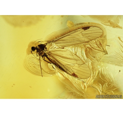 Crane fly Limoniidae Paradelphomyja and Ant Hymenoptera. Fossil inclusions Big 40g Ukrainian Rovno amber #9510R