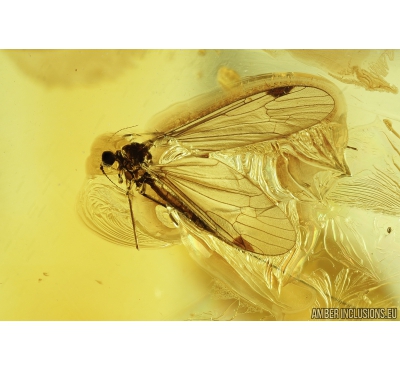  Beautiful Crane fly Limoniidae: Paradelphomyja. Fossil inclusion in Ukrainian Rovno amber #9510R