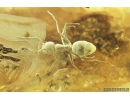 Crane fly Limoniidae Paradelphomyja and Ant Hymenoptera. Fossil inclusions Big 40g Ukrainian Rovno amber #9510R