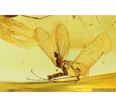 Rare Crane flies Limoniidae Phylidorea. Fossil inclusions Ukrainian Rovno amber #9512