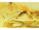 Rare Crane flies Limoniidae Phylidorea. Fossil inclusions Ukrainian Rovno amber #9512