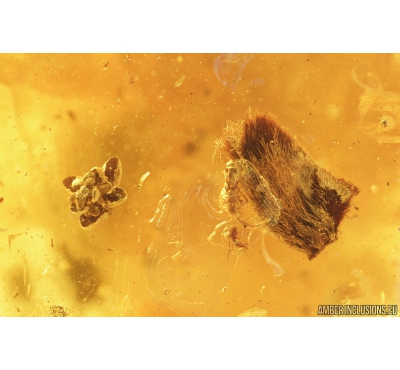 Flower, Plants, Fungus gnat & More. fossil inclusions Baltic amber #9514