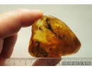 Flower, Plants, Fungus gnat & More. fossil inclusions Baltic amber #9514