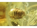 Rare Isopoda, Ligiidae. Fossil insect in Ukrainian Rovno amber #9515R