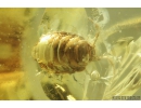 Rare Woodlice Isopoda: Diplocheta: Ligiidae. Fossil insect in Ukrainian Rovno amber #9515R