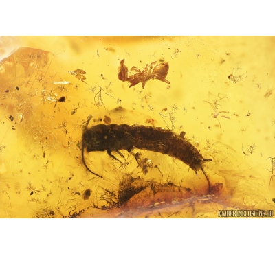 Silverfish Lepismatidae and Ants Hymenoptera. Fossil inclusions in Baltic amber #9516