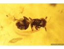 Silverfish Lepismatidae and Ants Gesomyrmex hoernesi. Fossil inclusions in Baltic amber #9516