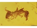 Silverfish Lepismatidae and Ants Hymenoptera. Fossil inclusions in Baltic amber #9516