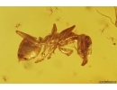 Silverfish Lepismatidae and Ants Gesomyrmex hoernesi. Fossil inclusions in Baltic amber #9516