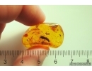 Silverfish Lepismatidae and Ants Gesomyrmex hoernesi. Fossil inclusions in Baltic amber #9516