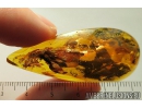 Big 19mm! Termite, Isoptera. Fossil inclusion in Baltic amber stone #9517