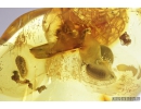 4 Rare Dipterans pupae and More. Fossil inclusions Baltic amber #9518