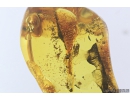3 Scuttle Flies Phoridae and Leaf. Fossil inclusions in Baltic amber #9521