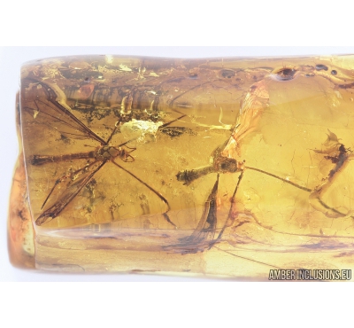 Two Crane flies Tipulidae. Fossil inclusions in Ukrainian Rovno amber #9522