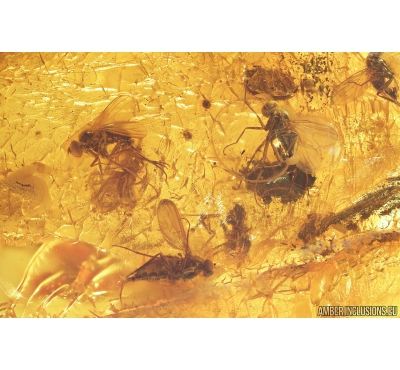 7 Long-legged flies Dolichopodidae. Fossil Inclusions in Baltic amber #9524