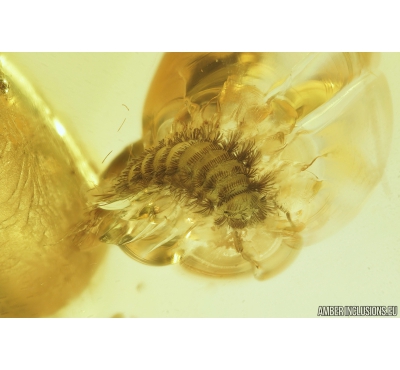 Millipede, Polyxenidae. Fossil inclusion in Baltic amber #9526