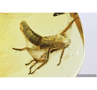Leafhopper, Cicadellidae. Fossil inclusions in Baltic amber #9527