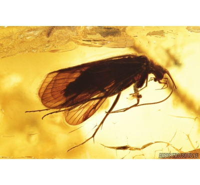 Big Caddisfly Trichoptera, 3 Wasps Hymenoptera & Aphid Aphididae. Fossil insect in Ukrainian Rovno amber #9528