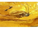6 Caddisflies Trichoptera and More. Fossil insects in BIG 330g! Ukrainian  Rovno amber stone #9529