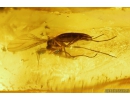 6 Caddisflies Trichoptera and More. Fossil insects in BIG 330g! Ukrainian  Rovno amber stone #9529