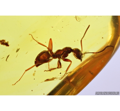 Nice Ant, Hymenoptera. Fossil insect in Baltic amber #9530