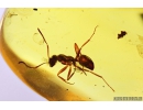 Nice Ant, Hymenoptera. Fossil insect in Baltic amber #9530