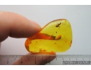 Nice Ant, Hymenoptera. Fossil insect in Baltic amber #9530