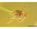 Nice Mite Acari Trombidioidea and More. Fossil insects in Ukrainian, Rovno amber stone #9531R