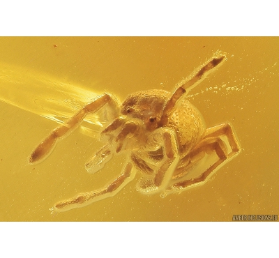 Nice Mite Acari Trombidioidea and More. Fossil insects in Ukrainian, Rovno amber stone #9531R