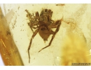 Nice Jumping Spider, Salticidae. Fossil inclusion in Baltic amber #9534