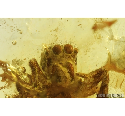 Nice Jumping Spider, Salticidae. Fossil inclusion in Baltic amber #9534