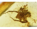 Nice Jumping Spider, Salticidae. Fossil inclusion in Baltic amber #9534