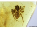 Nice Jumping Spider, Salticidae. Fossil inclusion in Baltic amber #9534