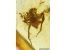 Nice Jumping Spider, Salticidae. Fossil inclusion in Baltic amber #9534