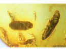 Click beetle Elateroidea and Spider Beetle Ptinidae Anobiinae. Fossil insects Baltic amber #9540