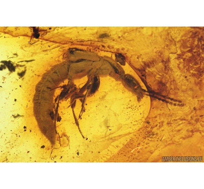 Rove beetle Staphylinidae. Fossil insect in Baltic amber #9541