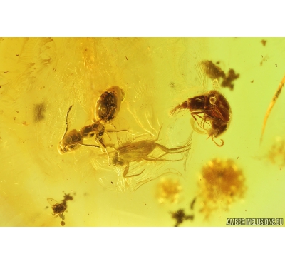 Rove beetle Staphylinidae, Ant Hymenoptera & Scuttle Fly Phoridae. fossil insects Baltic amber #9542